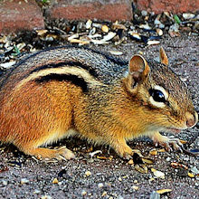 Chipmunk Removal Services