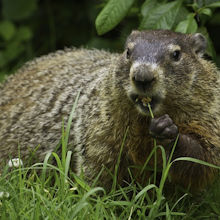 Groundhog Removal Services