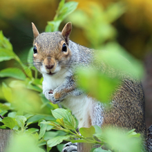 Squirrel Removal Services Squirrel Removal Services circle