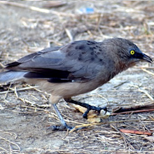 Starlings Removal Services