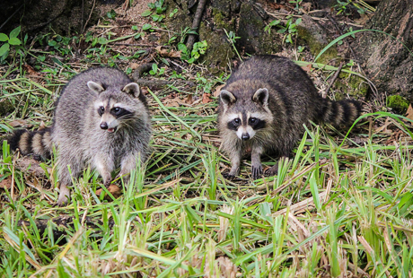 All Things Wild Removes Racoons